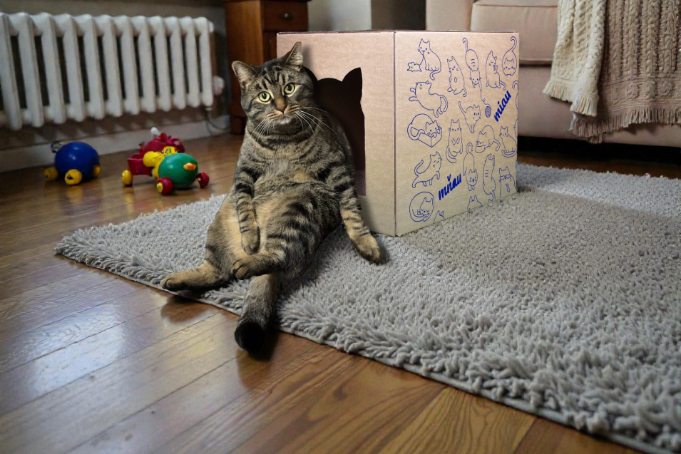 Mourovatý kocourek opřený o domek Kethaus s tmavě modrým motivem v pokoji na šedém koberci.